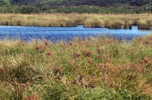Marshland with grasses and water.